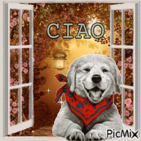 ciao - Бесплатный анимированный гифка