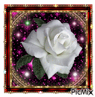 White rose 动画 GIF