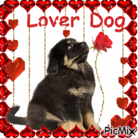 Lover Dog - GIF animé gratuit