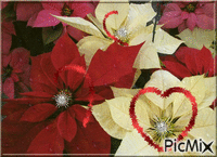 fleur de Noel Animated GIF