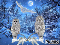 winter owl animeret GIF