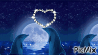 dauphins Animated GIF