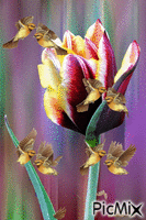virágos kép - Darmowy animowany GIF