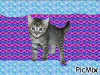 mon chat qui memanque - GIF animé gratuit