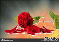 rose animovaný GIF