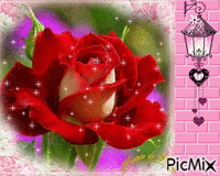 rosa vermelha com adorno анимирани ГИФ