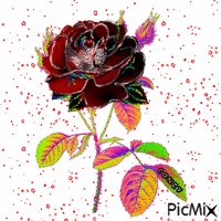 Flor colores animovaný GIF