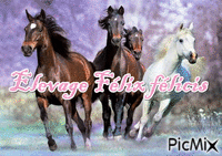 pour caballos - GIF animado gratis
