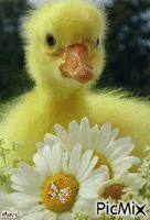 Amour de canard - GIF animado gratis