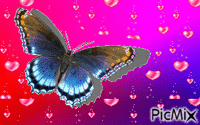 papillon - Ücretsiz animasyonlu GIF
