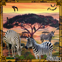 African savanna - Zebra - Бесплатни анимирани ГИФ