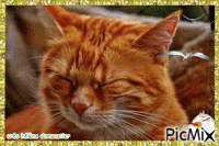 chat roux - GIF animé gratuit