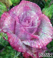 FLORES - Free animated GIF