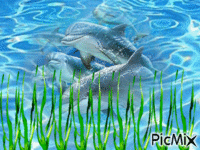 dauphin dans l' eau - GIF animé gratuit
