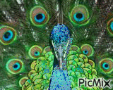 Paon - Безплатен анимиран GIF