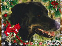 Christmas Dog - Бесплатный анимированный гифка