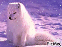 Fox white animasyonlu GIF