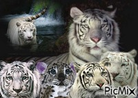 tigre Animiertes GIF