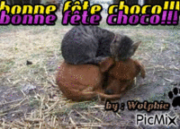 fete chocolata23 - Δωρεάν κινούμενο GIF