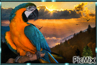 Macaw animált GIF