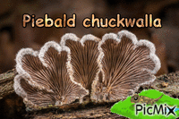 #13748 Piebald chuckwalla - Besplatni animirani GIF