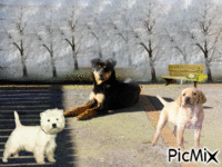 notre autre chien - Ücretsiz animasyonlu GIF