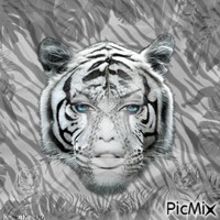 Tigergesicht - zdarma png