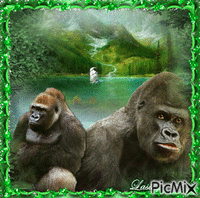 Gorilles geanimeerde GIF