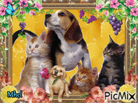 cats and dogs Animiertes GIF