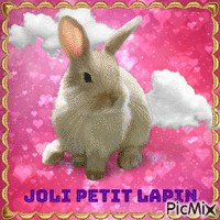 Joli petit lapin - Zdarma animovaný GIF