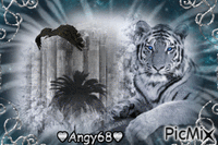 tigre bianca♥ анимированный гифка