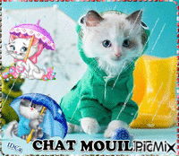 Chat mouille GIF animado