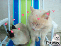 mis gatos - 免费动画 GIF