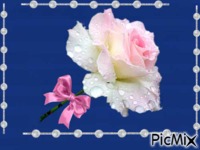 cor de rosa - Darmowy animowany GIF