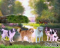 Amazing dogs GIF animado