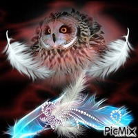 owl and feathers