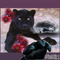 Panthers - Gratis geanimeerde GIF