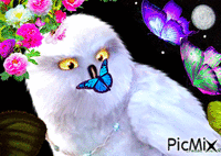 OWL GIF animado