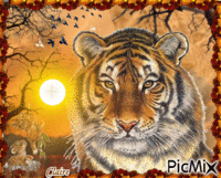 Le regard du tigre animasyonlu GIF