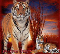 tigre animasyonlu GIF