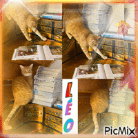 Léo chat de bibliothèque