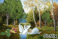 влюбленные лебеди - Gratis animerad GIF