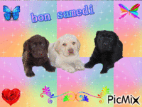 chiens de 3 couleurs differentes - GIF animé gratuit