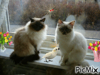 pisici animeret GIF