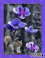 Ecureuil et fleurs GIF animado