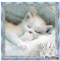 Little white cute kitten animasyonlu GIF