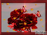 Photo rosas animovaný GIF