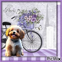 Un petit chien à Paris.