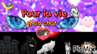 pour la vie de mon chat - Zdarma animovaný GIF
