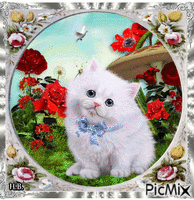 White cute cat. animēts GIF